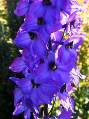 Delphinium_Grunberg_1002.jpg