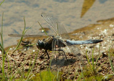 Orthetrum_cancellatum_-_Grosser_Blaupfeil_m07.jpg
