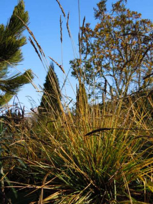 24.11.12_spate_Bluten_sesleria_a.JPG
