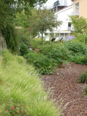 Botanischer_Garten_Wu_August_11_066.JPG