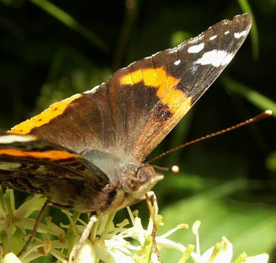 Vanessa_atalanta_-_Admiral_09.jpg