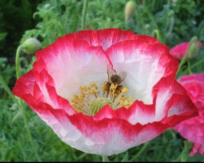 Mohn_1a.jpg