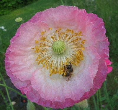 Mohn_2a.jpg