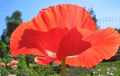 Mohn_rot.jpg