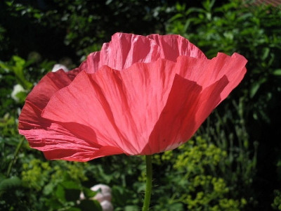 Mohn_6a.jpg