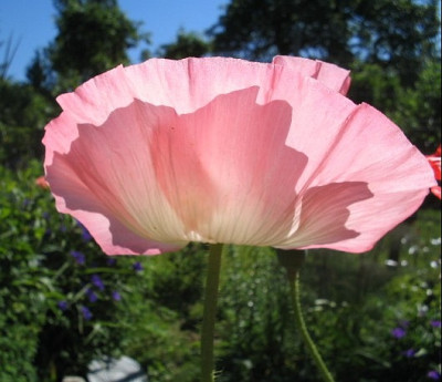 Mohn_11a.jpg