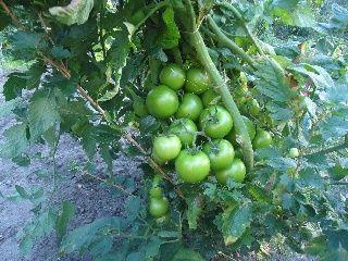 Kompost-Tomate.jpg