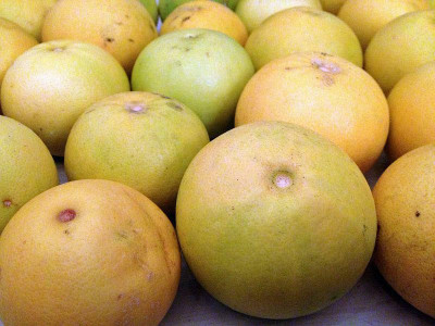 grapefruit_zg.jpg