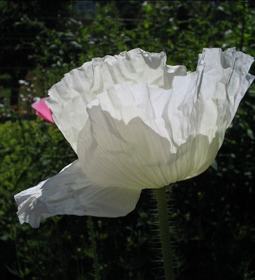 Mohn_5a.jpg
