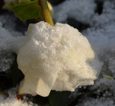 Helleborusstern_12_0009.jpg