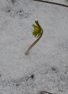 Winterling_13__0005.jpg