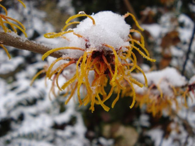 Vesna_2013-01-14.jpg