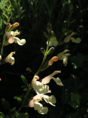 Salvia_jamensis_La_Luna.jpg