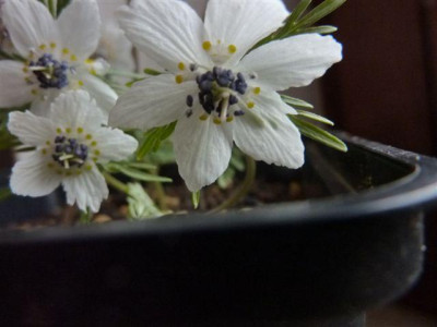 Eranth.pinnatifida2.jpg