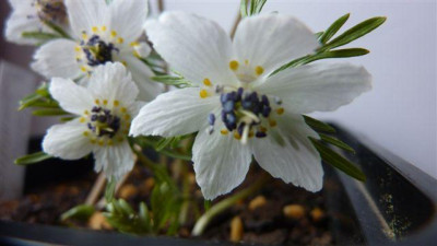 Eranth.pinnatifida6.jpg