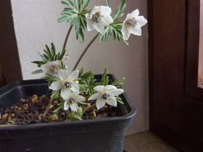 Eranthis_pinnatifida1.jpg