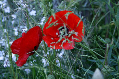 Mohn2511a.jpg