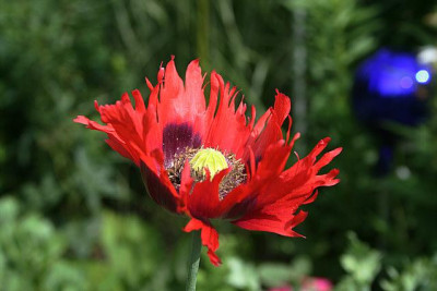 Mohn0111a.jpg
