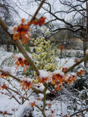 21.01.12_Hamamelis_im_ersten_Schnee_003ajfjfk.JPG