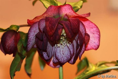 martiina_helli_2012Hb-KL-Double-Rose-2012-02-21_72021_Klein.jpg