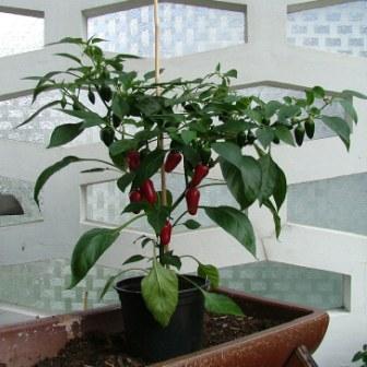 Cherry_Bomb-Pflanze_2012.jpg