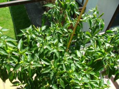 Peperoni-Pflanze_2012.jpg