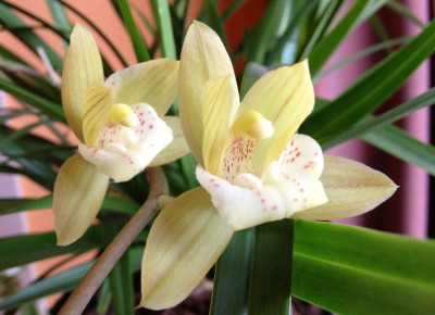 Mini_Cymbidium_01-2013_1200x1200_80KB.jpg