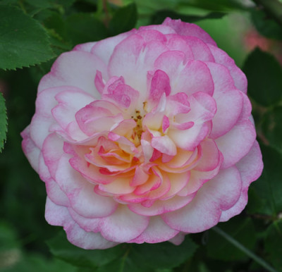 Morning_Blush_12__6572.jpg