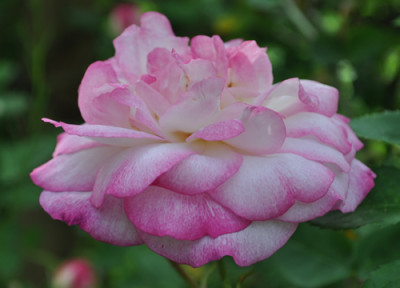 Morning_Blush__6574.jpg