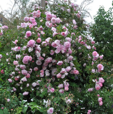 Morning_Blush_102__7176.jpg