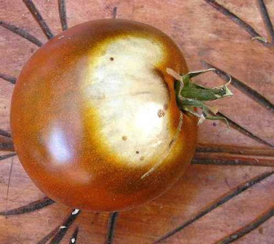 K640_Sonnenbrand__8.12__1.JPG
