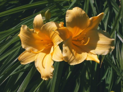 Hem._Stella_de_Oro003.jpg