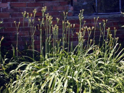 H._fulva_in_Knospen003.jpg
