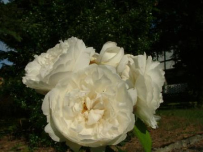 Boule_de_Neige-Bluten.JPG
