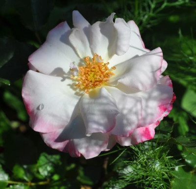 Abigaile_11__5471.jpg