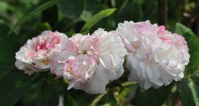 Marie_de_St_Jean_11___6553.jpg