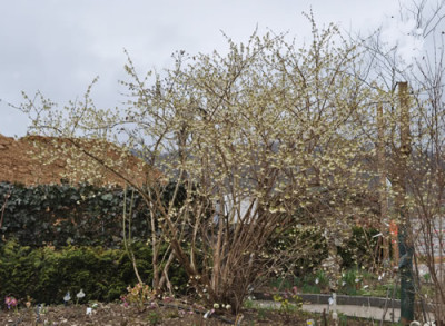 Lonicera_purpusii_00101__0761.jpg