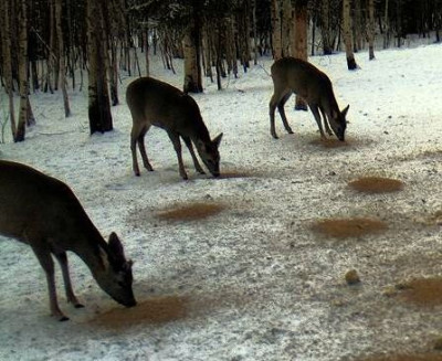 rehe1.JPG