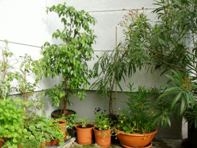 ficus_sommerfrische.JPG