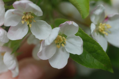 C1084_Large.JPG