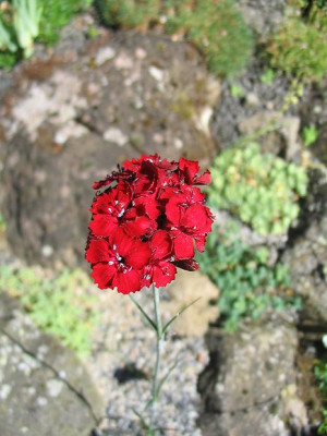 Dianthus_cruentus_Hortu.jpg