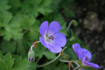 Geranieum_Rozanna0110b.jpg