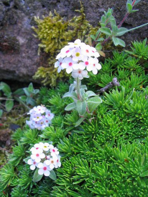 Androsace_lanuginosa_zweifelhaft_Hortu.jpg