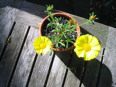 Asteriscus_maritimus_Hortu.jpg