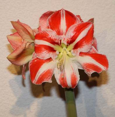 Hippeastrum_Clown_2013-01-25bweb.jpg