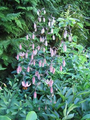 Lilium_martagon_Hortu.jpg