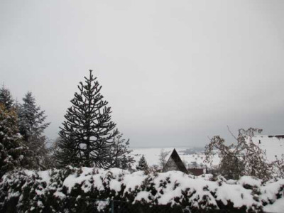 Araucaria_larchenstr_25.01.13.JPG