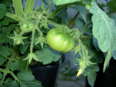 Tomate190605.JPG