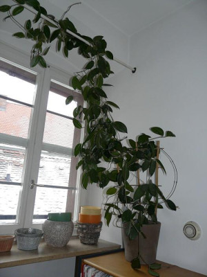 wachsblume.jpg