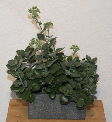 Kalanchoe_millotii_2013-01-25aweb.jpg